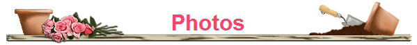 Photos