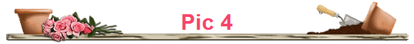 Pic 4